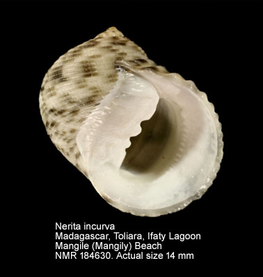 Nerita incurva (3).jpg - Nerita incurva E.von Martens,1887